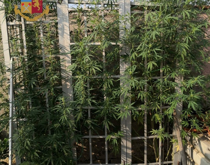 Polvica (Napoli), scoperta una piantagione di marijuana: denunciate cinque persone