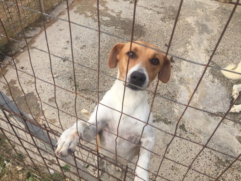 Bonus di 400 euro per chi adotta dal canile