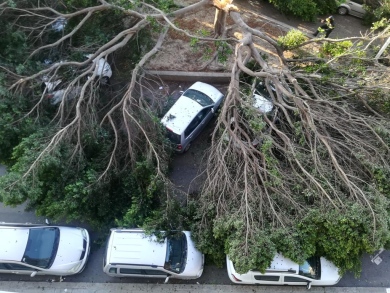 Cagliari, cade un albero sulle auto in sosta: illesa una mamma e il suo figlio