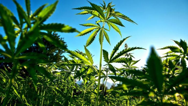 Cetraro (Cosenza), scoperta piantagione di marijuana: due persone in manette