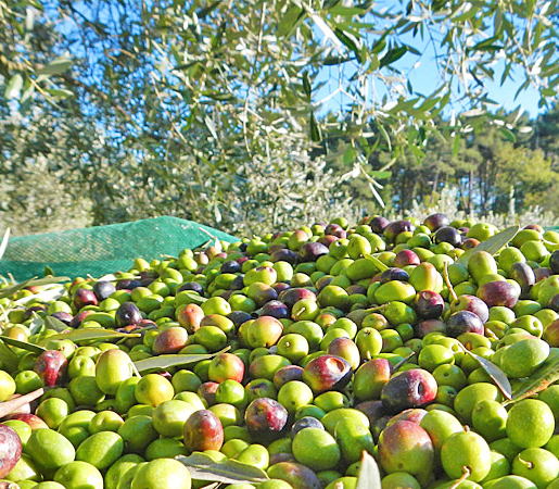 Raccolta delle Olive: aperto il bando