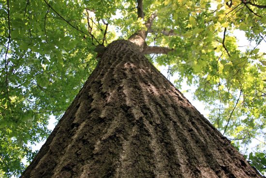 Festa degli alberi, nuove piante donate alle scuole