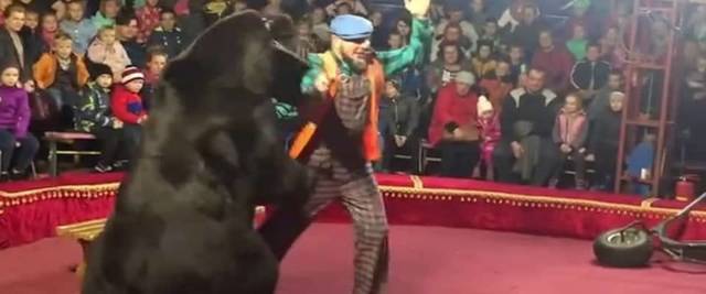 Russia, momenti di terrore in un circo a Olonets: un orso si ribella e attacca il domatore