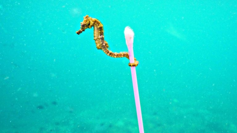 I cotton fioc sono i rifiuti più abbondanti sulle coste sabbiose del Mar Tirreno centrale