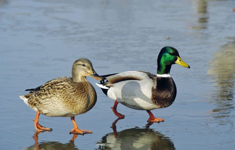 Recuperati e portati in sicurezza esemplari di Germani Reali
