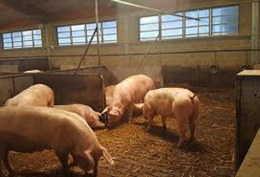 Orrore a Corcolle (Roma), un maiale ha ucciso un romeno e ferito un bimbo di due anni