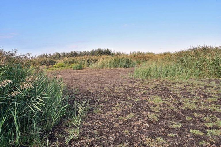 “La palude di Torre Flavia si sta interrando e nessuno fa niente”