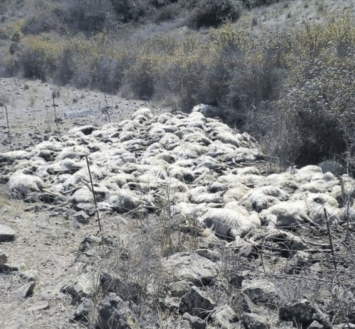 Ispica (Ragusa), lo straripamento del torrente Favara provoca la morte di 60 pecore