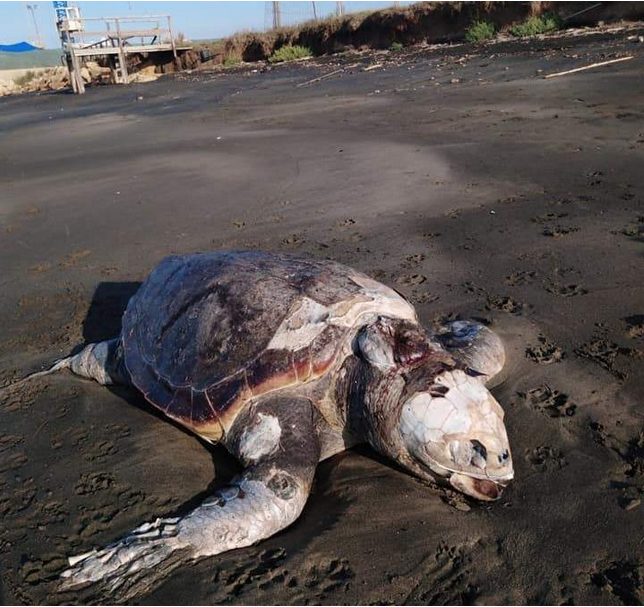 Tartaruga priva di vita rinvenuta in spiaggia