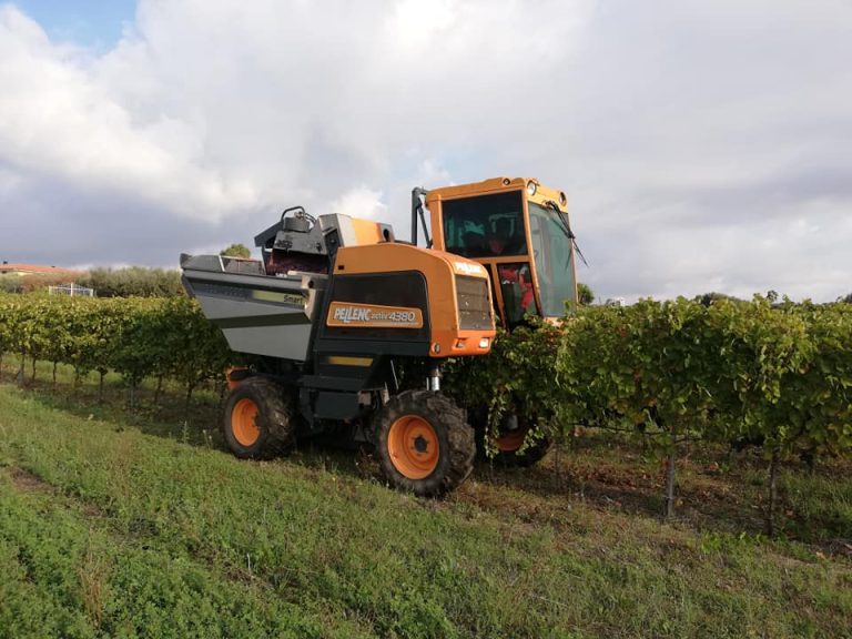 Vendemmia 2019: meno quantità, più qualità