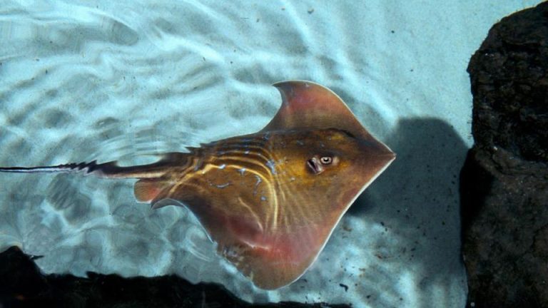 Bologna, ricoverato all’ospedale Maggiore il ragazzo paralizzato dopo una puntura di un trigone in Costa Rica