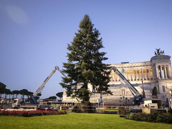 Natale a Roma, torna l’albero “Spelacchio”: aperto il cantiere in piazza Venezia