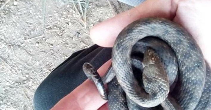 Caso di bracconaggio a Torre Flavia: preleva serpente dalla Palude per rivenderlo