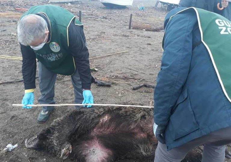 Spiaggiato un cinghiale a Porto Pidocchio