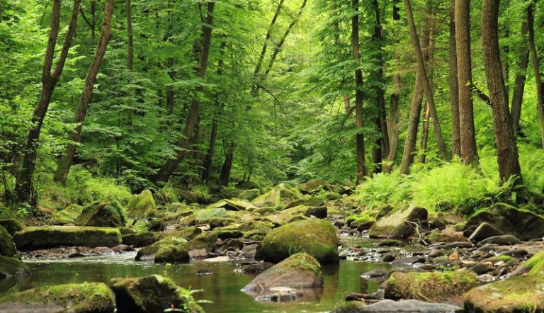 Cura ‘green’ per i parchi nazionali di tutto il mondo con tre miliardi di dollari