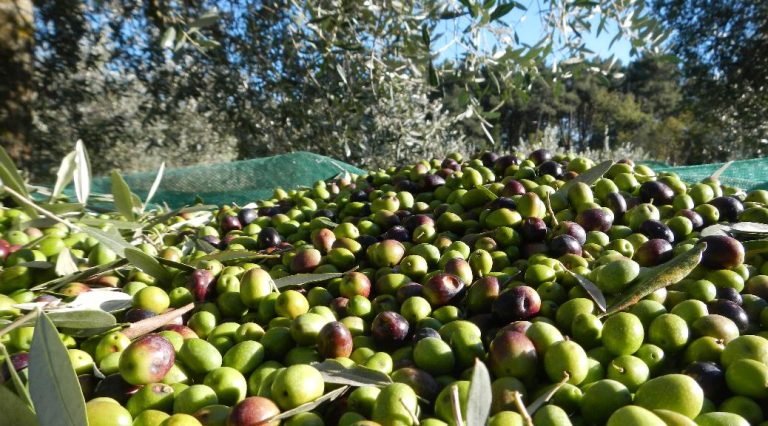 Bando raccolta delle olive, pubblicata la modulistica sul sito del Comune