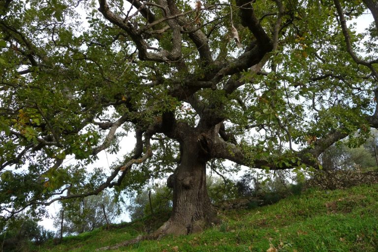 Natura, un volume sugli “alberi straordinari secolari” d’Italia