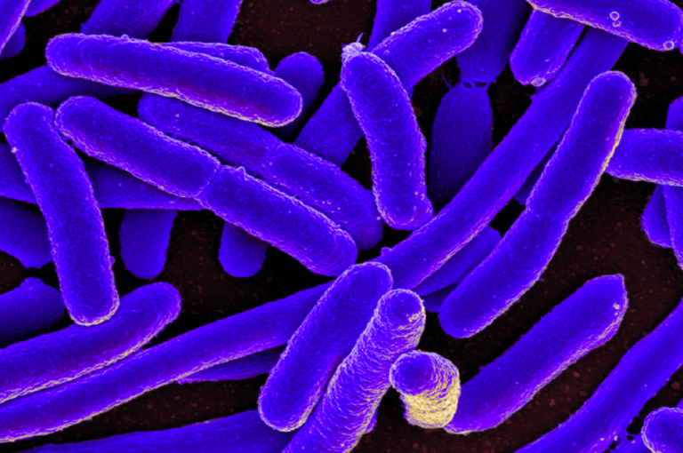Salute, il trapianto di microbiota è efficace contro il ‘super batteri’