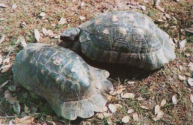 Napoli, sequestrate all’aeroporto Capodichino due specie protette di tartarughe