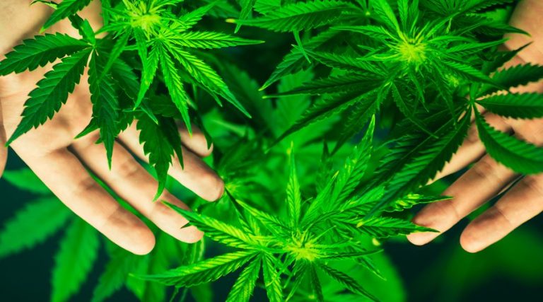 Cannabis, storica sentenza della Cassazione: avere le piante in casa non è reato