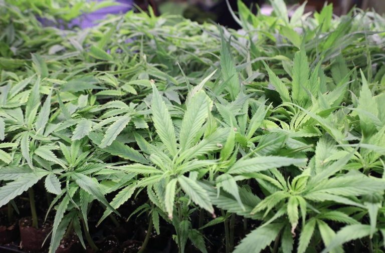 Manovra, annullata al controversa norma sulla ‘cannabis light”
