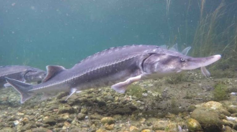 Ravenna, recuperato uno storione, mancava nel Mediterraneo da oltre trent’anni