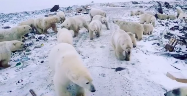 Russia, 56 orsi polari affamati sono stati rifocillati dagli abitanti di Ryrkaypiv