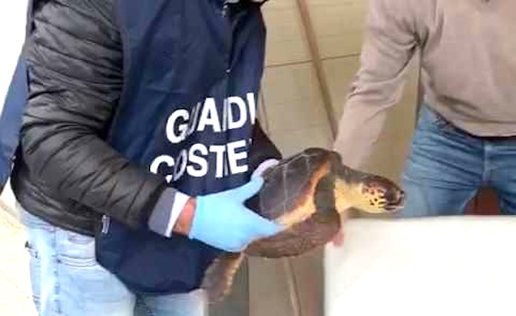 Fregene: Guardia Costiera salva tartaruga marina caretta caretta