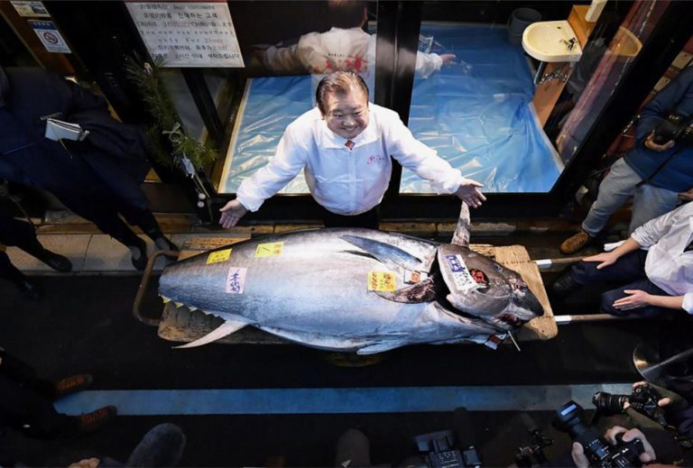 Giappone, ristoratore si è aggiudicato all’asta un tonno rosso di 276 chili per 1,5 milioni di euro