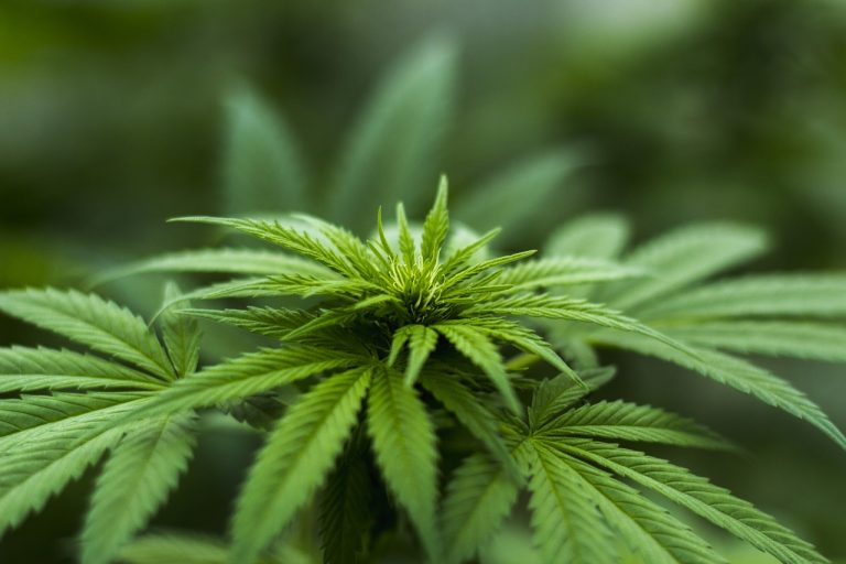 Decreto legge Milleproroghe, bocciato l’emendamento per legalizzare la marijuana