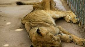 Sudan, appello di Osmah Salil: “I leoni negli zoo stanno morendo di fame”