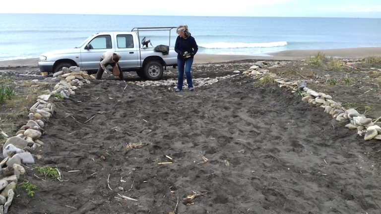 Torre Flavia, prosegue la costruzionedei muretti e la bonifica della spiaggia