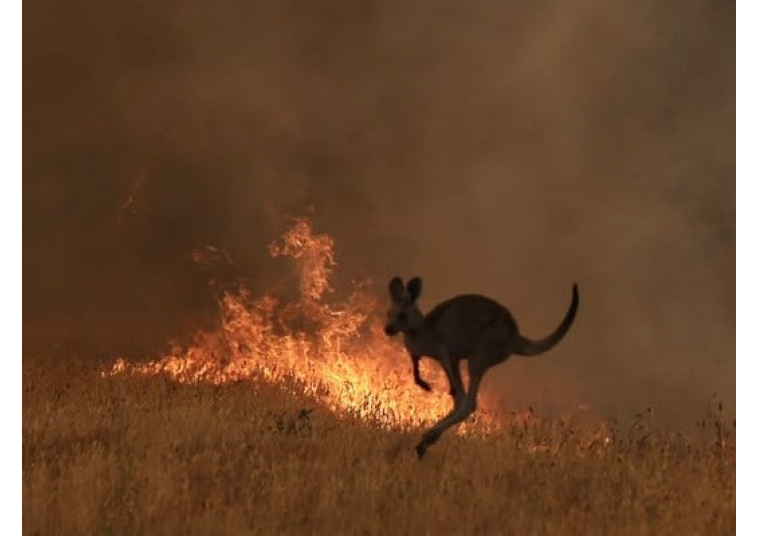 Ecatombe in Australia per gli incendi: hanno perso la vita circa un miliardo di animali