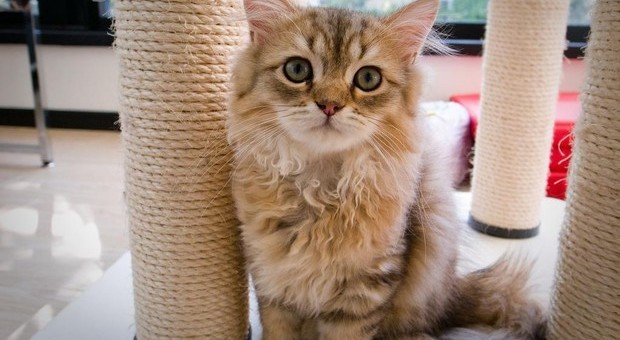 Gatti domestici, nelle case egli italiani ce ne sono circa sette milioni