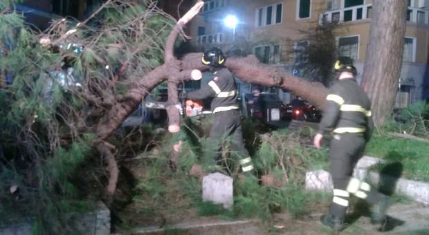 Roma, per il forte vento cade un albero davanti all’Umberto I: ferita una persona