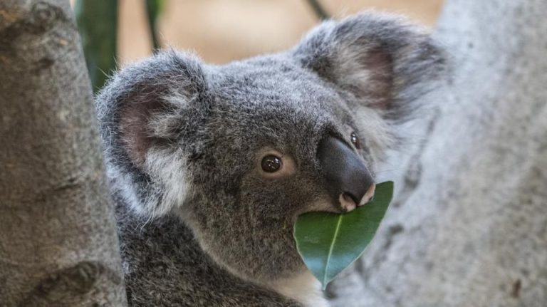 Australia, allarme degli ambientalisti per la possibile estinzione del koala
