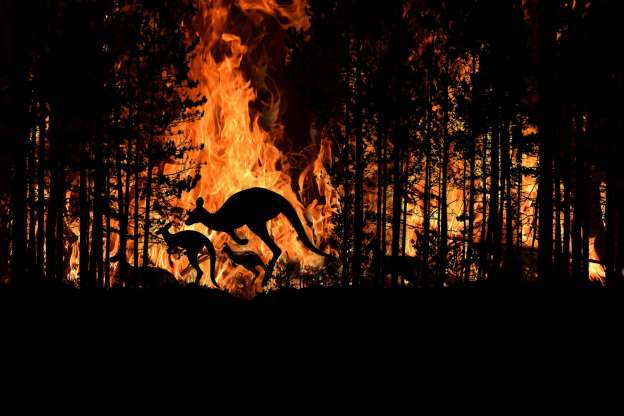 Australia, per l’emergenza incendi a rischio di estinzione 113 specie di animali