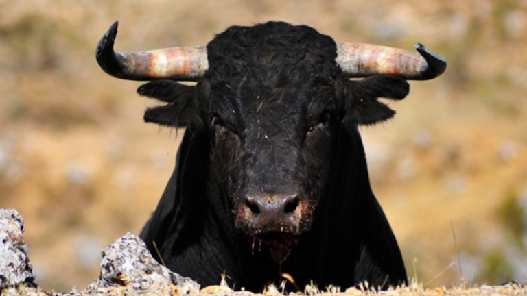 Abbiategrasso (Milano), studentessa 17enne aggredita da un toro mentre stava andando a scuola