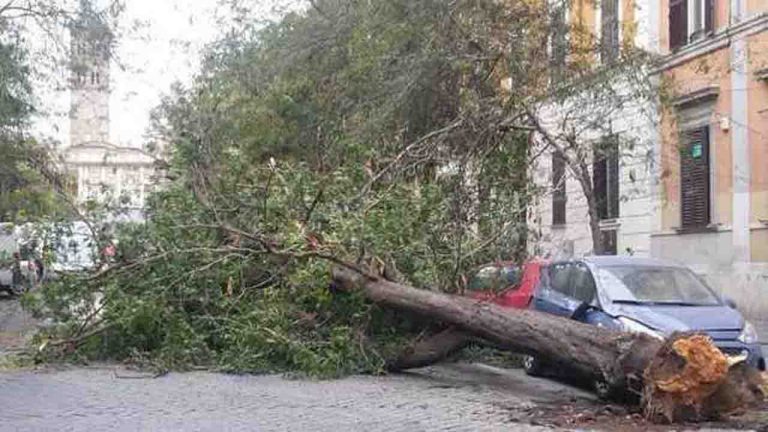 Roma, cade un albero a Colle Oppio vicino una scuola materna