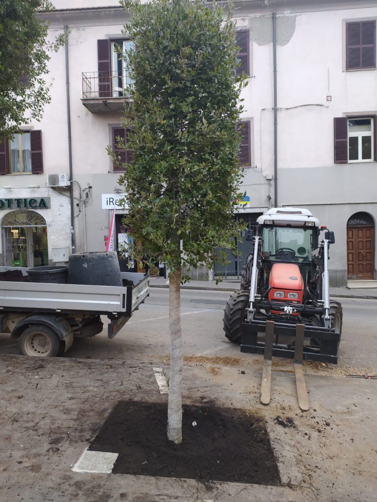 Parco della Rimembranza: piantumato nuovo albero in memoria del caduto in Guerra Francesco Ferretti