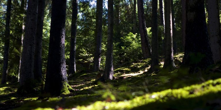 Alto Adige, un uomo perde la vita a seguito della caduta di un albero nel bosco di Villandro