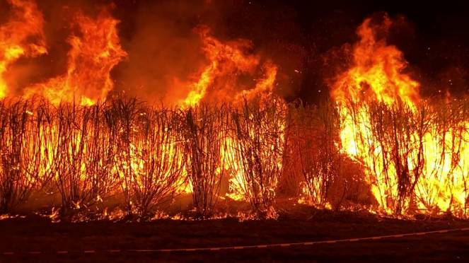 Australia, gli incendi hanno distrutto un quinto delle foreste del continente