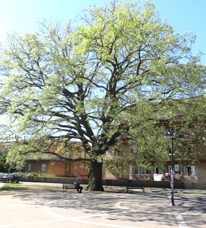 La Quercia di Largo Almuneacar riconosciuta Albero Monumentale