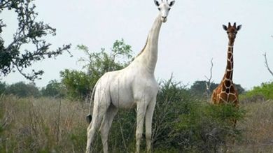 Kenya, i bracconieri uccidono due rarissime giraffe bianche