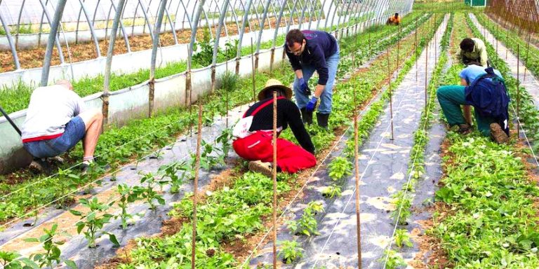 Agricoltori di Cerveteri e Ladispoli, crollano del 70% le vendite al Centro Agroalimentare