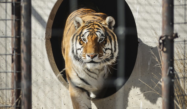 Coronavirus, allo zoo di New York positiva al test una tigre: è stata contagiata da un inserviente