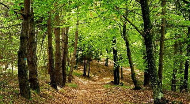 Alla scoperta degli anfibi e dei rettili del Bosco di Palo