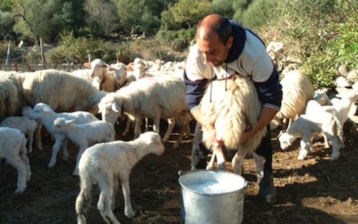 Coldiretti: ‘No alle speculazioni sul latte ovino laziale’