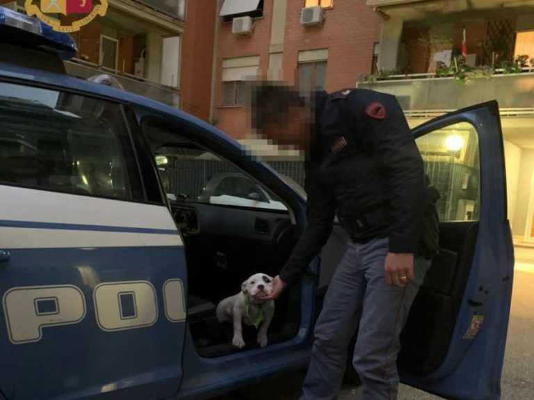 Cerveteri, muore il cane della nonna e il nipote gliene regala un altro. Recapitato dalla Polizia