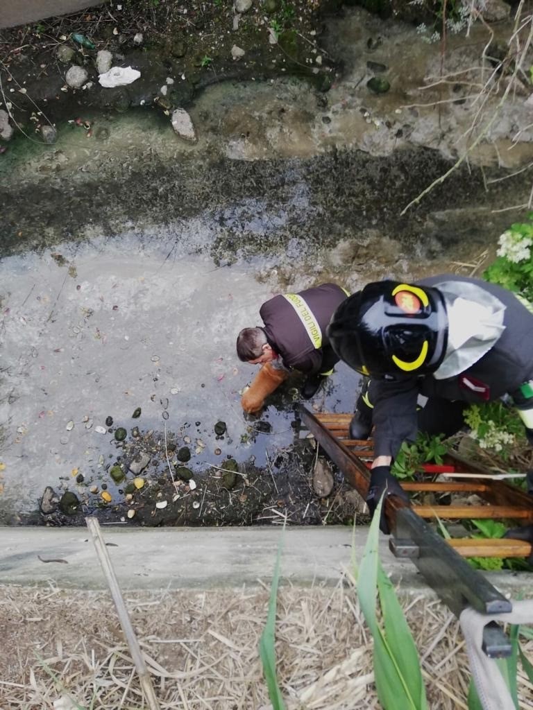 Amico a quattro zampe finisce nel fosso Manganello: salvato dai Vigili del Fuoco